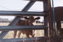 What I Learned About Hospitality From My Cows