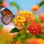 a monarch butterfly rests on colorful flowers, a symbol of the adventure in everyday