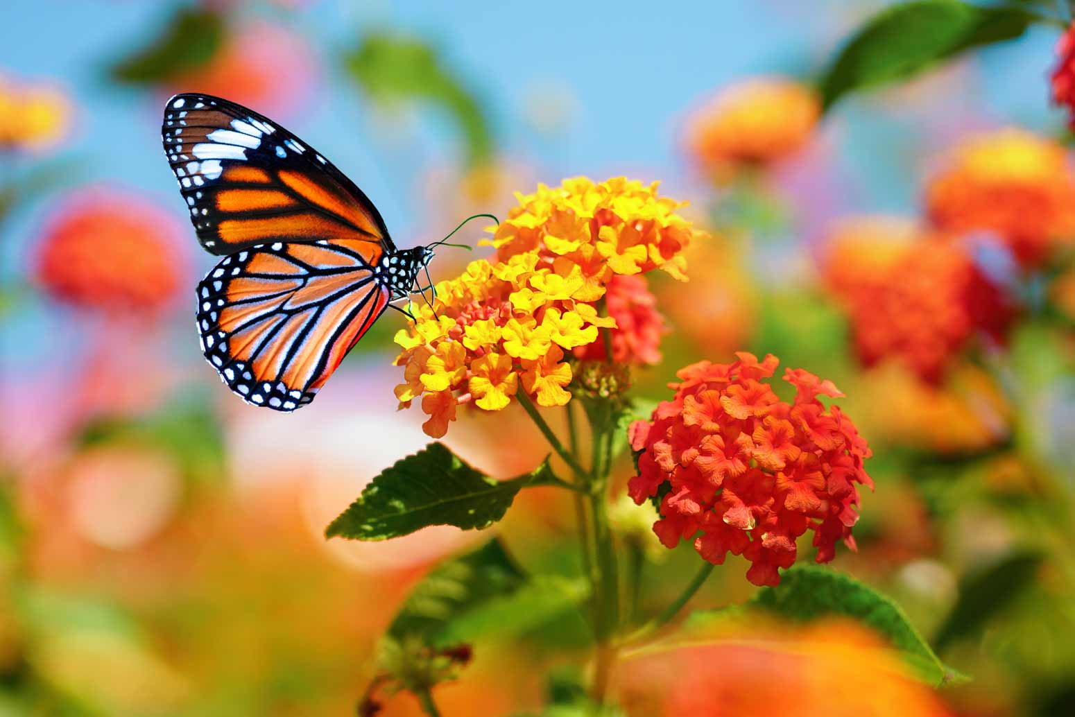 a monarch butterfly rests on colorful flowers, a symbol of the adventure in everyday