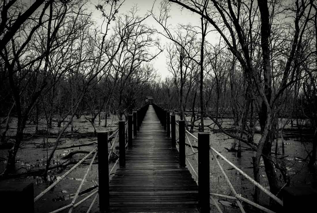 black and white image of a boardwalk cutting through the middle of a swamp. Feature image for the article titled 3 Things to Consider When You Feel Overwhelmed by Loss