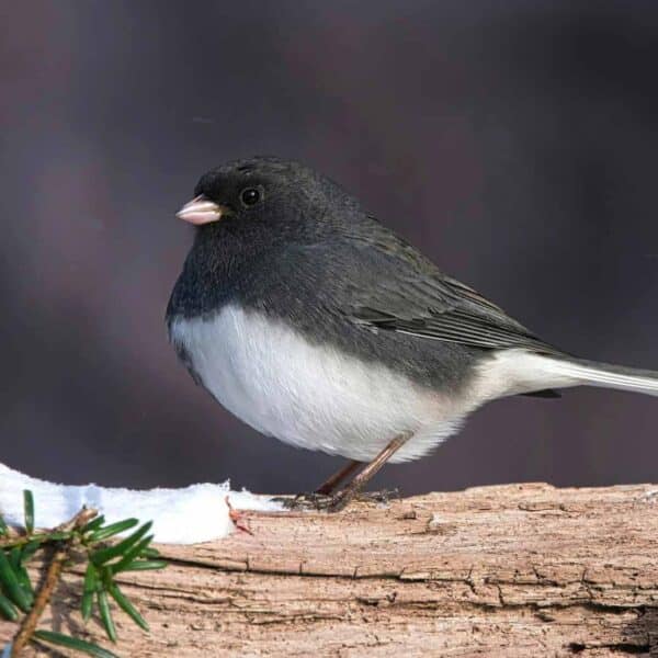 Trust or Worry? Look to the Birds