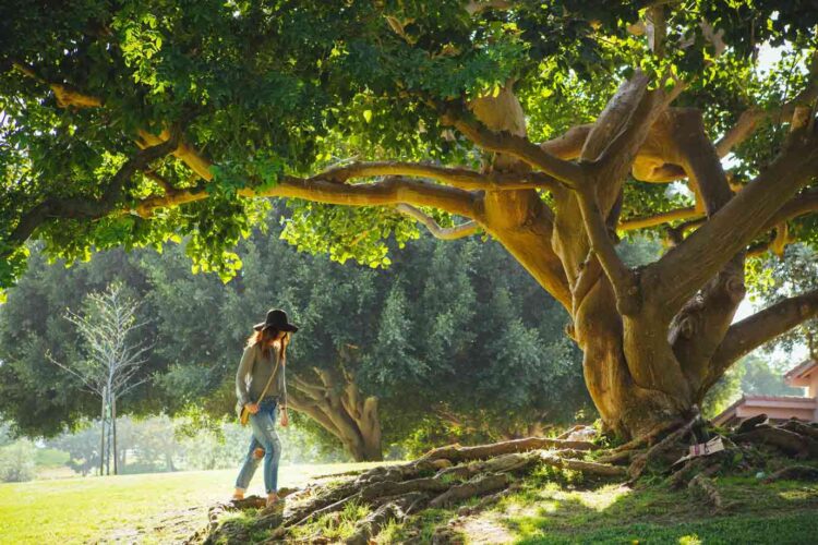 A woman strolling beneath a massive tree, symbolizing a search for stabilization for those who want more out of life