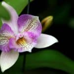 close-up of a purple and white orchid