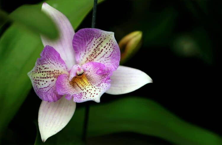 close-up of a purple and white orchid